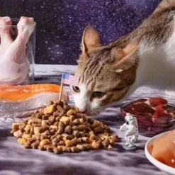 <b>✔最天然的乾主食 ✔嗜口性最高的生食 ✔美國在地取材製作 </b><b>✔適合所有貓族小怪獸</b>