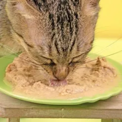 <strong>腸胃 × 免疫加強配方 </strong>專為幼貓生理機能設計 再也不怕軟便、流鼻水！ ✔幼貓   ✔孕母貓  ✔成貓營養加強