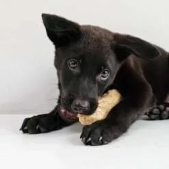 <strong>犬用咬咬磨牙系列 </strong>✔口感酥脆  ✔低脂高鈣  ✔磨牙必備