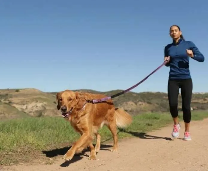 Halti Active Lead Black 運動型拖繩 | 英國 Company Of Animals 專業訓練系列