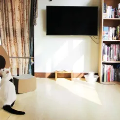 Alternative view of 【站著抓】汪喵火箭貓抓板