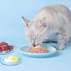 <div><strong>💥鐵+B群！補足每日精氣神💥</strong></div> <div><strong> 甘胺酸亞鐵＋酵母B群＋乳鐵蛋白</strong> 補鐵補血補元氣，養成漂亮好氣色！</div> ✔<span class=" author-d-1gg9uz65z1iz85zgdz68zmqkz84zo2qovum4hoqm6z82zqz86zov3z65zmjz77zz68z9fx0pz89zpz65z7z85zbw">鼻子、牙齦、肉球冰冷泛白</span> ✔體力不佳、容易疲倦或嗜睡 ✔手術、生產或經期前後