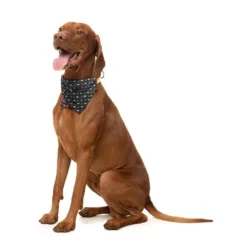 戴上這款甜蜜的萬聖節主題 Be My Ghoul 寵物頭巾，您的狗狗會很可愛，不會被嚇到。 採用彩色 poppin' 印花，充滿綠色 Frankie the Frankenstein 頭像和橙色，紫色背景上是我的食屍鬼糖果心。 FuzzYard 頭巾會讓您的寵物看起來非常可愛。 每個頭巾都有兩種圖案，您可以根據寵物的心情翻轉它們以改變外觀。 連接您的頭巾很容易 - 將它折疊在衣領上並將按扣卡入到位。 特徵： 澳大利亞設計 輕鬆附在衣領上 具有兩種圖案，您可以翻轉以改變外觀 材料：帶按扣的聚酯 有 2 種尺寸可供選擇： SM：18 x 13 x 0.01 厘米 - 7 x 5 x 0.003 英寸 ML：23 x 15 x 0.01 厘米 - 9 x 6 x 0.003 英寸