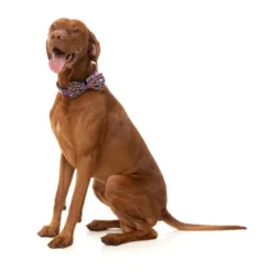 這款甜美的萬聖節主題 Be My Ghoul 寵物領結讓您的寵物可愛到無法驚嚇，在紫色背景上飾有充滿綠色 Frankie the Frankenstein 頭像和橙色 be my ghoul 糖果心的彩色 poppin' 印花。 您的狗或貓肯定會成為我們節日寵物領結的焦點，它們很容易系在它們的項圈上，帶來輕鬆的節日樂趣。 特徵： 澳大利亞設計 輕鬆附在衣領上 材料：帶魔術貼環的聚酯 有 2 種尺寸可供選擇： S: 1.5 x 10 x 5 厘米 - 0.5 x 4 x 2 英寸 L: 1.5 x 13 x 6.5 厘米 - 0.5 x 5 x 2.5 英寸