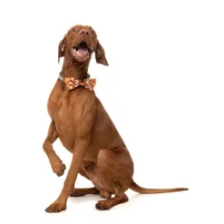 你的寵物準備好趴下嗎？ 這款可愛的萬聖節主題領結飾有可愛的幽靈和迪斯科球，是您的寵物炫耀其舞蹈動作的完美配飾。 您的狗或貓肯定會成為我們節日寵物領結的焦點，它們很容易系在它們的項圈上，帶來輕鬆的節日樂趣。 特徵： 澳大利亞設計 輕鬆附在衣領上 材料：帶魔術貼環的聚酯 有 2 種尺寸可供選擇： 有 2 種尺寸可供選擇： S: 1.5 x 10 x 5 厘米 - 0.5 x 4 x 2 英寸 L: 1.5 x 13 x 6.5 厘米 - 0.5 x 5 x 2.5 英寸