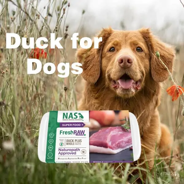 duck-for-dogs