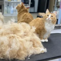 Zooro Zero Waste Amazing Grooming Tool 的手工木製梳，有助於讓您的家像我們的星球一樣乾淨，不會使用塑料手柄污染環境。 可以有效去除寵物的死毛，而不會損壞皮膚或破壞毛髮。 Zooro梳可用於短毛的狗、貓、馬和兔子。 一般尺寸：約 12.5cm x 6.5cm 重量：約 135g 迷你尺寸：約 6cm x 6.5cm 重量：約 70g